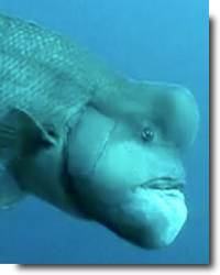 Asian sheepshead wrasse