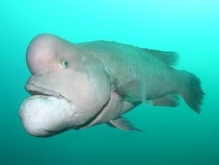 Peixe com saliência na cabeça