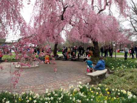Hanami Festival no Japão