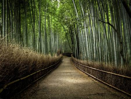 Floresta de Bambu japonês 2