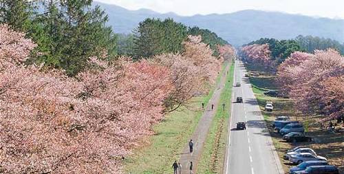 Sakura Namiki Shinhidaka Hokkaido