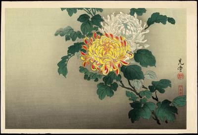 Koitsu_Tsuchiya-Chrysanthemum 1870-1949