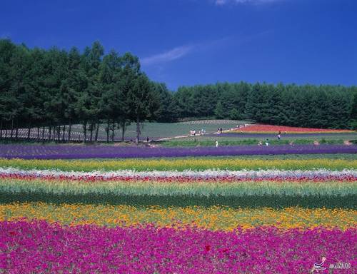 Resultado de imagem para campos de flores