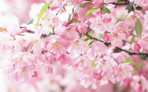 Flores de cerejeira sakura