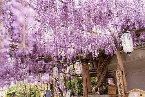 Glicínias em Ashikaga Flower Park