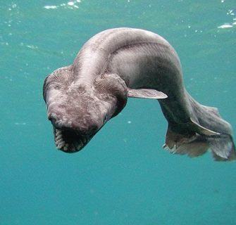 Tubarão Cobra pré-histórico encontrado no Japão