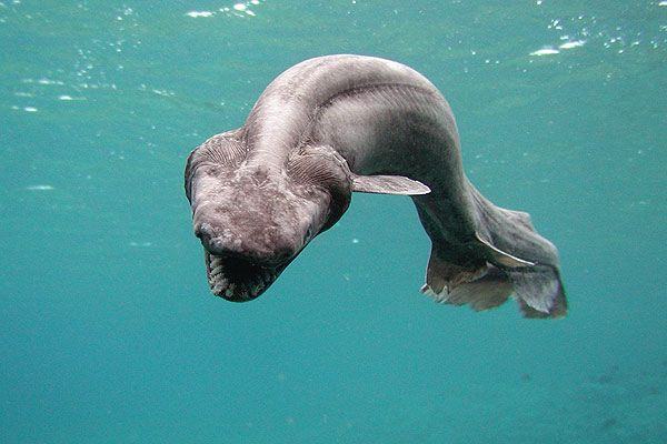 Tubarão Cobra pré-histórico encontrado no Japão
