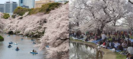 sakura hanami