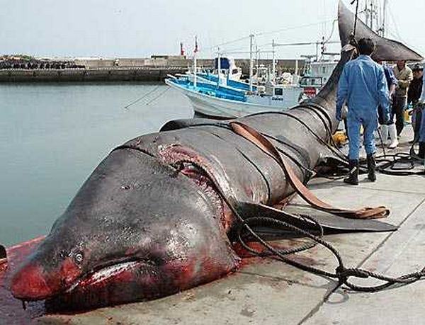 tubarão-filtrador de 9 metros no Japão