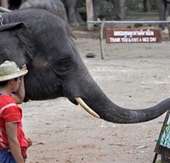 elefante-desenhista-tailandia