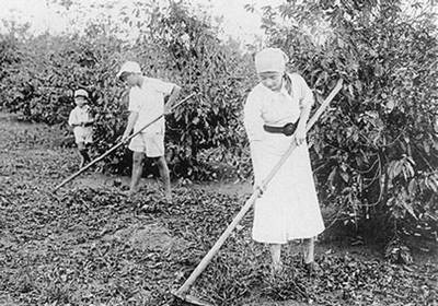 Imigrantes japoneses trabalhando na plantação de café
