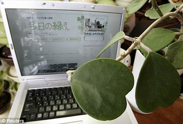 Midori-san, a planta blogueira