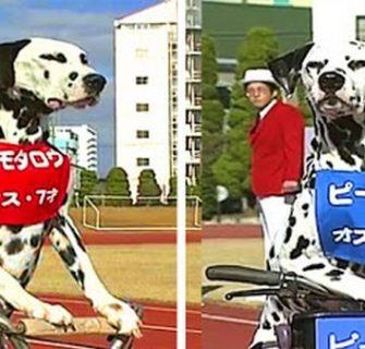 Dalmation Race