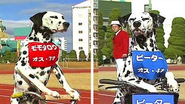 Dalmation Race