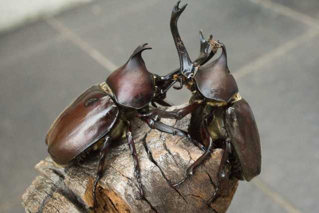 Beasouro Kabutomushi 
