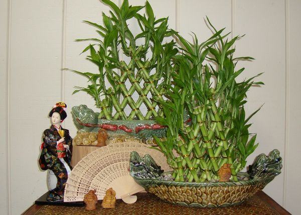 Bambu Da Sorte Japones Curiosidades Do Japao