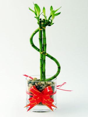 lucky bamboo