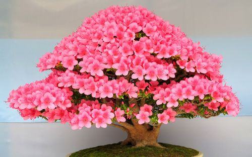 bonsai-tree-history1