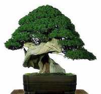 bonsai