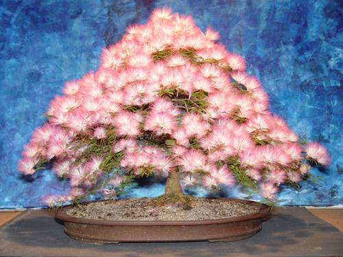 Bonsai de caliandra