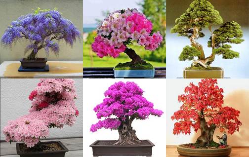 exemplos de bonsai