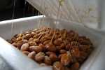 Natto