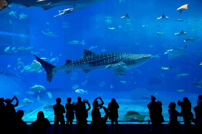 Okinawa Churaumi Aquarium 