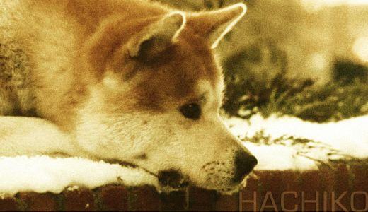 Hachiko, um exemplo de lealdade