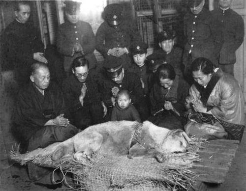 Foto tirada durante o funeral de Hachikō em 8 de março de 1934