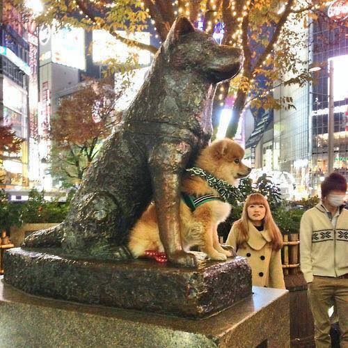 Hachiko em Shibuya
