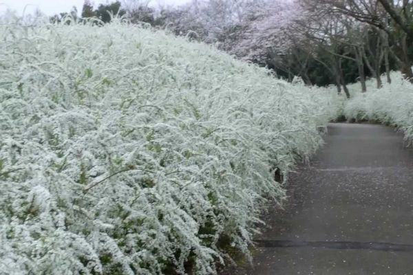 salgueiro de neve