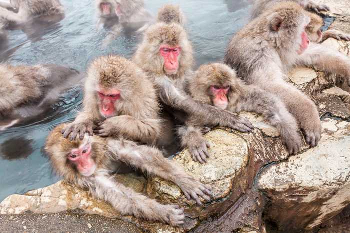 Macacos da Neve em Nagano 