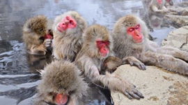 Macacos da Neve em Nagano