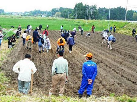 Trabalho em equipe : Voluntários se unem para plantar girassóis