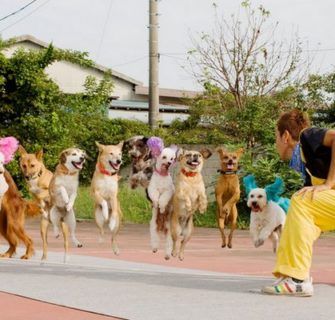 13 cães pulando corda ao mesmo tempo