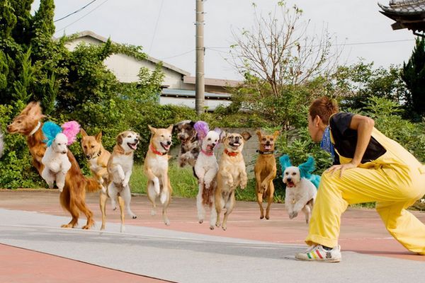 13 cães pulando corda ao mesmo tempo