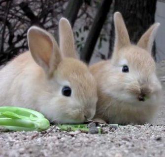 okunoshima