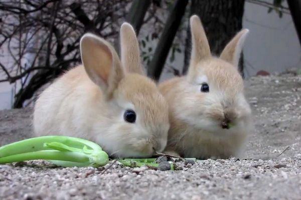 okunoshima