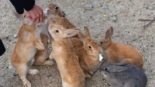 Okunoshima, a ilha dos coelhos no Japão