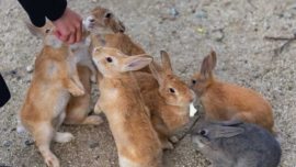 Okunoshima, a ilha dos coelhos no Japão