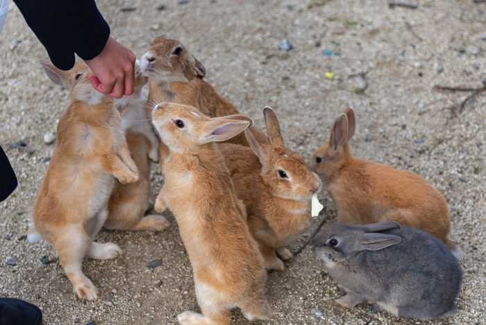 Okunoshima, a ilha dos coelhos no Japão