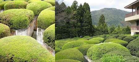 Hakone Open Air Museum Labirinto