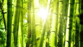 7 lições do bambu