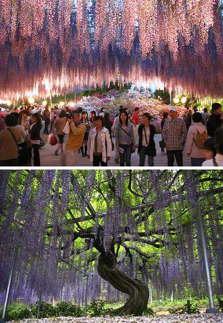 Ashikaga Flower Park 