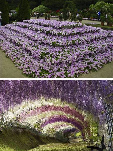 Ashikaga Flower Park