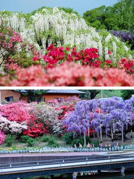 Ashikaga Flower Park