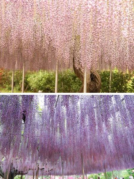 Ashikaga Flower Park 