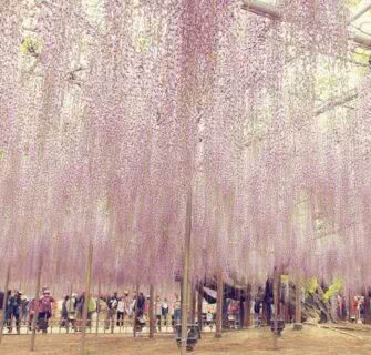 ashikaga flower park