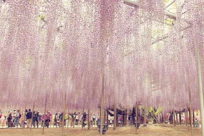 ashikaga flower park