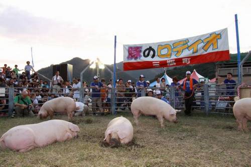 Rodeio de porco em Ehime